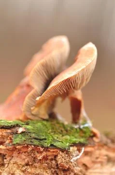 Hypholoma Stock Photos