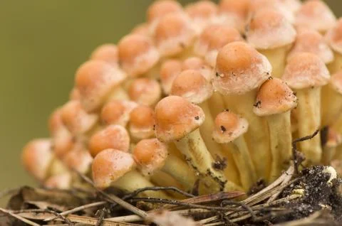 Hypholoma Stock Photos