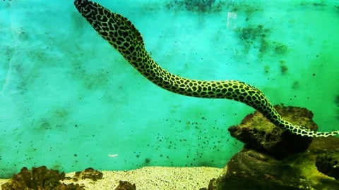 Hypnothorax moray eel is a genus of fish of the moray family, common in the Indo Stock-Footage 296579625