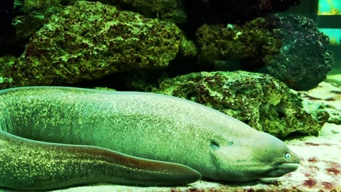 Hypnothorax moray eel is a genus of fish of the moray family, common in the Indo Vídeo Stock 297255463