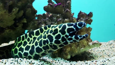 Hypnothorax moray eel is a genus of fish of the moray family, common in the Indo Stock Footage 300867938