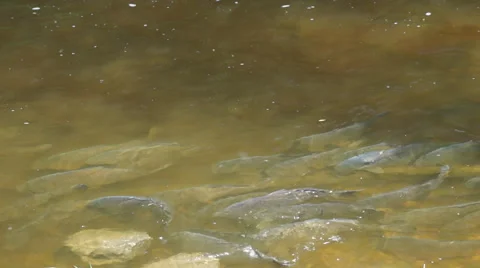 Hypnotic Carp School Stock Footage 50819093