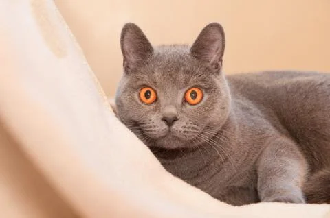 Hypnotic cat Stock Photos