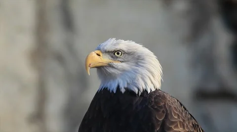 Hypnotic eyes of adorable bald eagle close up, haliaeetus leucocephalus, Stock Footage 46741637