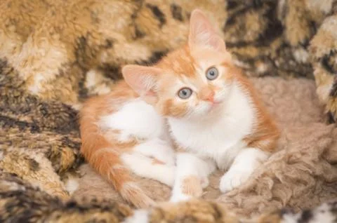 Hypnotic kitten Stock Photos