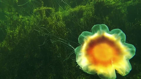 Hypnotic Lion's mane jellyfish Stock Footage 283575465
