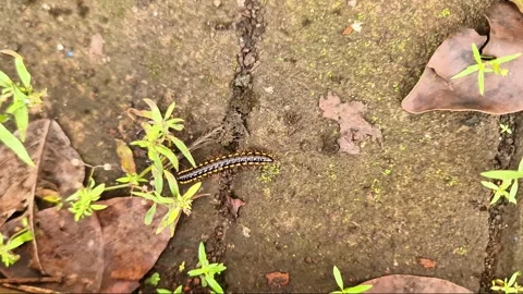 Hypnotic macro of a giant millipede walking on dry leaves 動画素材 330921437