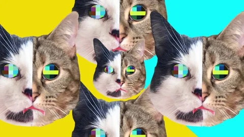 Hypnotic Pop Art Minimal Animation of Kitty Cat Heads 스톡 동영상 128652404