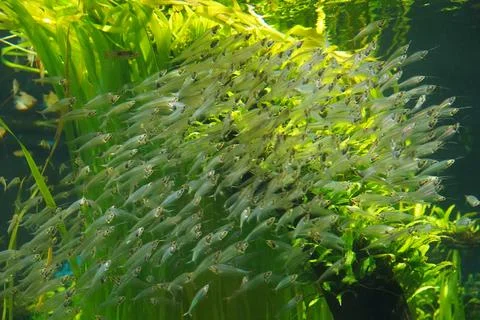 Hypnotic School of Transparent Glass Catfish in Aquarium Stock Photos