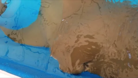 HYPNOTIC STING RAYS SWIMMING Stock Footage 197175165