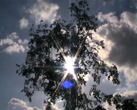 Hypnotic sunlight Through Tree with lens flare Stock Footage 8687248