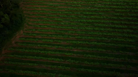 Hypnotic top-down aerial perspective of perfectly aligned vineyard rows at dusk Vídeos de archivo 336285676