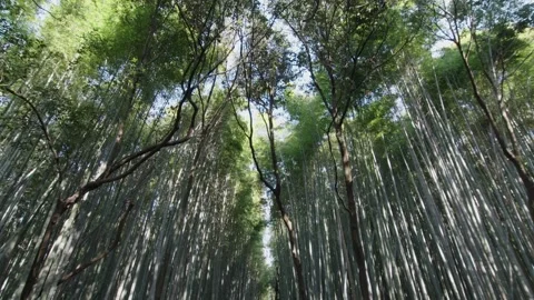Hypnotic view of tall bamboo trees in Japanese forest Video stock 130387152