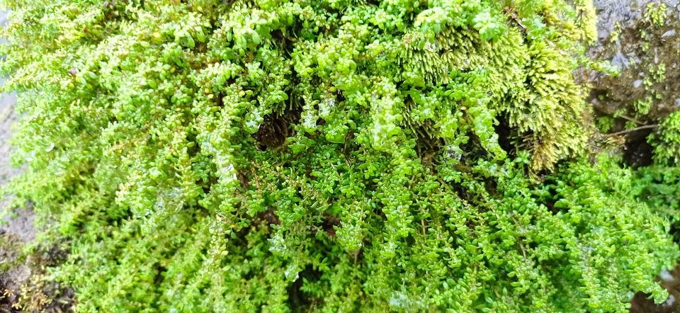 Hypnum cupressiforme moss Stock Photos