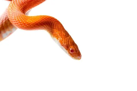 Hypo fire corn snake Stock Photos