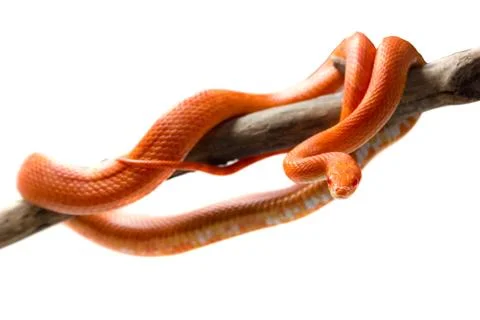 Hypo fire corn snake Fotos de archivo