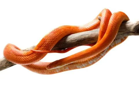 Hypo fire corn snake Stock Photos