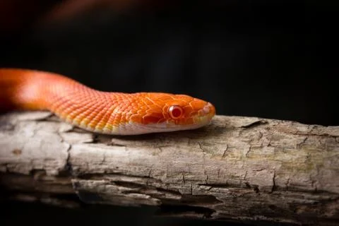 Hypo fire corn snake Stock Photos