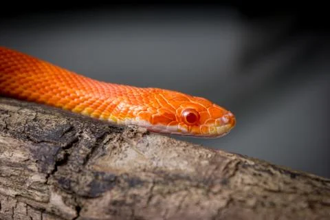 Hypo fire corn snake Stock Photos