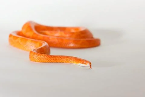 Hypo fire corn snake Stock Photos