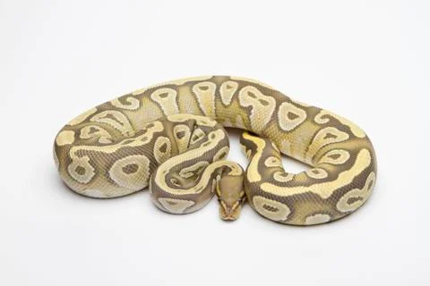 Hypo mojave ball python or royal python (python regius), female Stock-Fotos