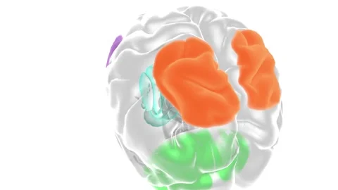 Hypoactivation Parietal cortex 스톡 동영상 245278722