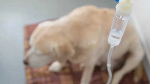 Hypodermic drip infusion for dog with kidney failure, focus on dripping drops Stock Footage 264994051