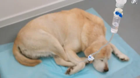 Hypodermic drip infusion for dog with kidney failure, focus on dripping drops Stock Footage 265138038