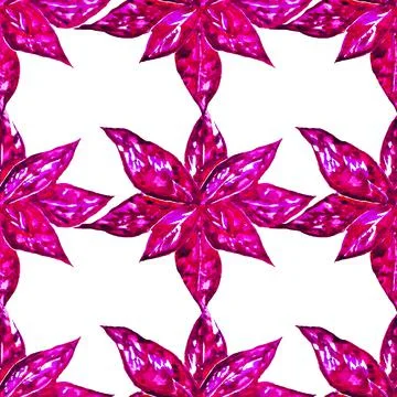 Hypoestes Stock Illustration