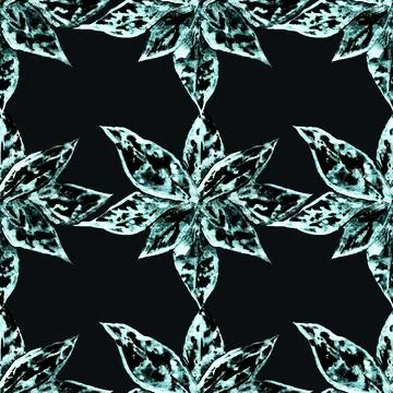 Hypoestes Stock Illustration