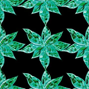 Hypoestes Stock Illustration