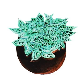 Hypoestes Illustrazione stock