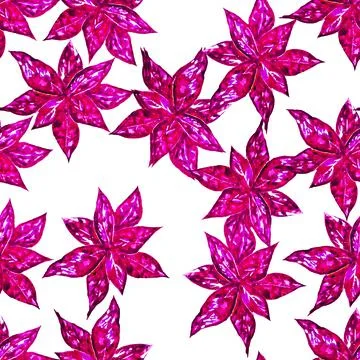 Hypoestes Illustrazione stock