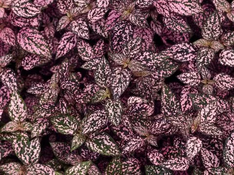 Hypoestes leaves background. Stock Photos