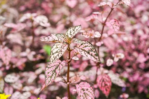 Hypoestes phyllostachya Stock Photos