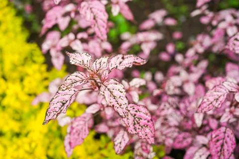 Hypoestes phyllostachya Stock Photos