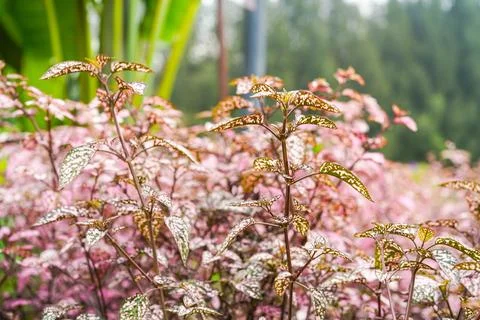 Hypoestes phyllostachya Stock Photos