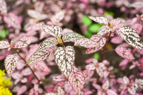 Hypoestes phyllostachya Stock Photos