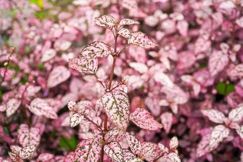 Hypoestes phyllostachya Stock Photos
