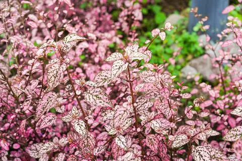 Hypoestes phyllostachya 스톡 사진