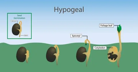 Hypogeal, throw off the seed shell and become photosynthetic above  ground Stock Illustration