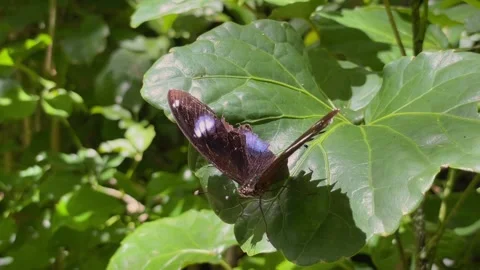 Hypolimnas bolinii butterfly on a green leaf Video stock 343835751