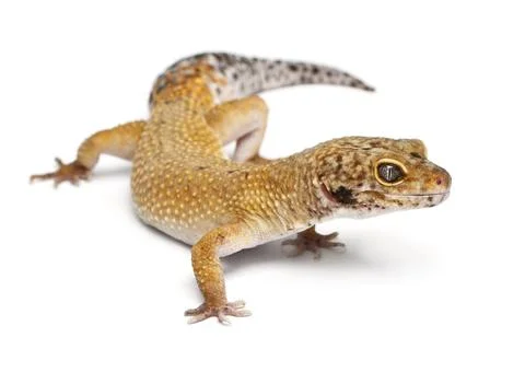 Hypomelanistic leopard gecko eublepharis macularius in front of white backg.. Stock Photos
