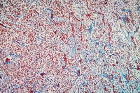 Hypophyse Stock Photos