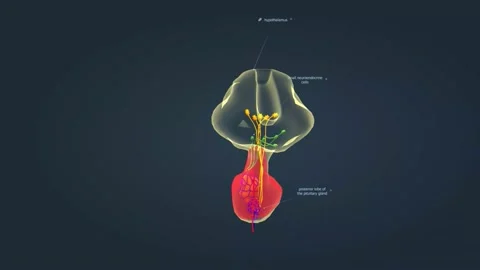 The hypothalamus is an integral part of the brain. Stock Footage 229844247