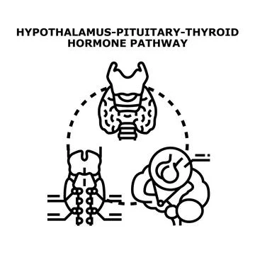 Hypothalamus pituitary thyroid hormone pathway concept Stock Illustration
