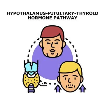 Hypothalamus pituitary thyroid hormone pathway regulation system Stock Illustration