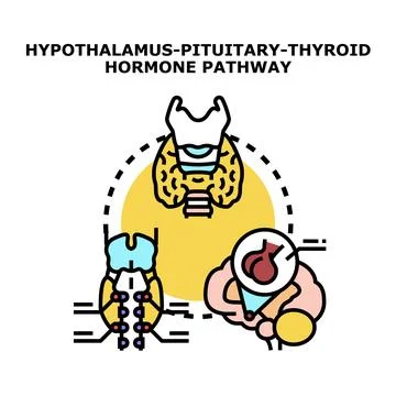 Hypothalamus pituitary thyroid hormone pathway concept Stock Illustration
