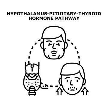 Hypothalamus pituitary thyroid hormone pathway regulation system Stock Illustration