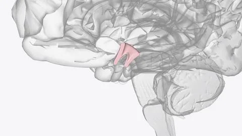 Hypothalamus, a structure deep in your brain, acts as your body's smart con.. イラスト素材